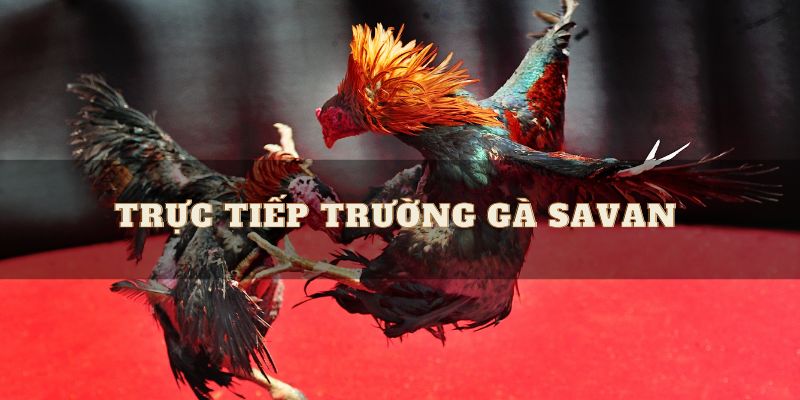 Trường gà lào