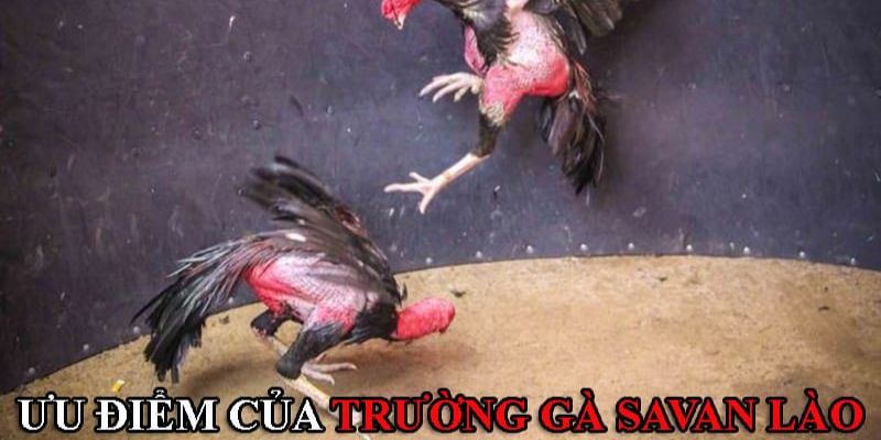 Top 4 lý do mà trường gà Lào được săn đón nồng nhiệt